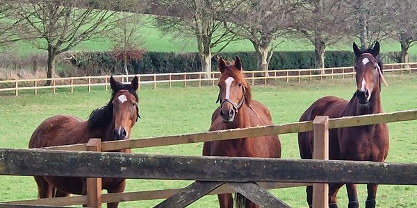 Three in a row - a  division of DSC Bloodstock's Broodmare Band