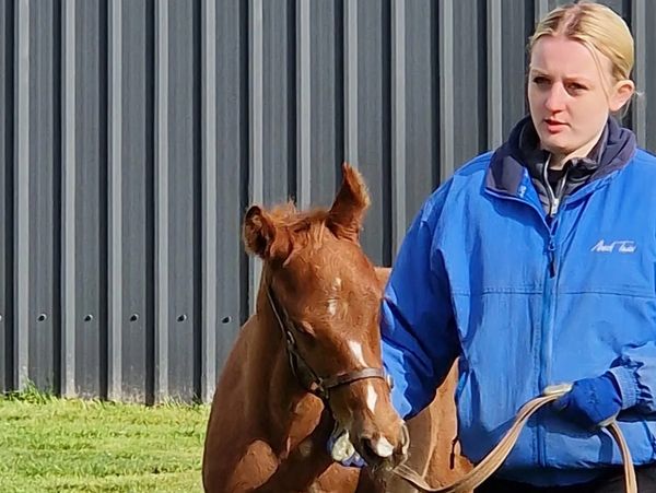 Member of the team leading a foal