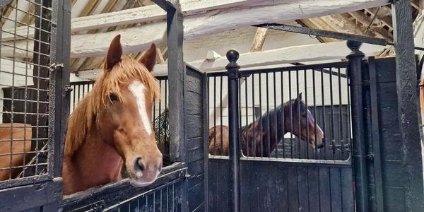 Spacious and Comfortable Stables