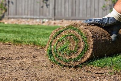 Unrolling  a roll of fresh sod during installation process. 