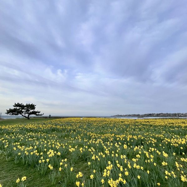a vast landscape of yellow fielf of daffodils and blue sky with odd shaped tree to left