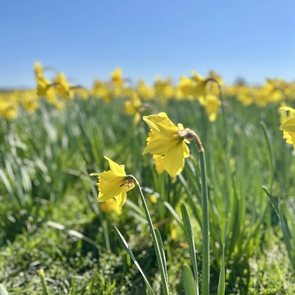 a single yellow daffodil is highlighted with a brillant blue sky obvious sea of flowers in backgroun