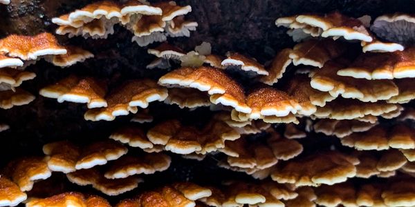 Turkey Tail (Trametes versicolor) I harvested in Michigan