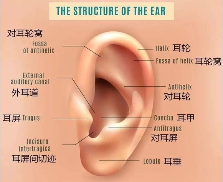 耳穴按摩养身延年