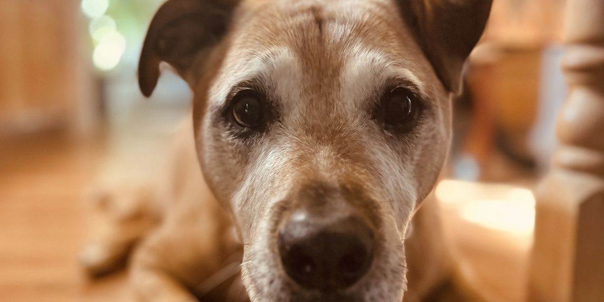 older dog having fun at dog boarding and dog daycare