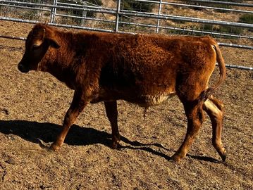 A young brown calf walking on dirt inside a fenced area.