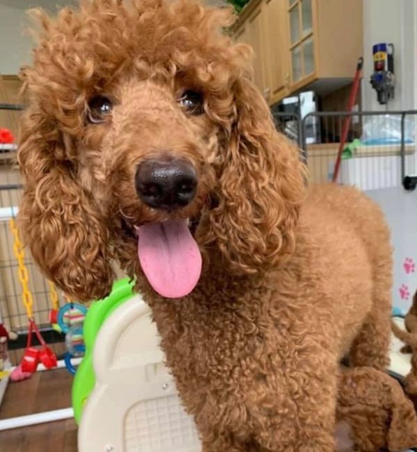 Happy brown curly-haired poodle with its tongue out.