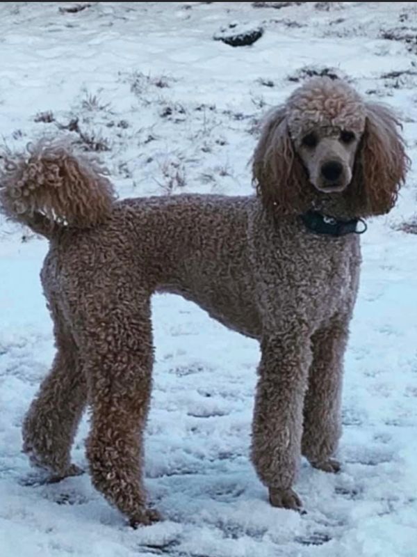 Brown poodle standing on snow.
