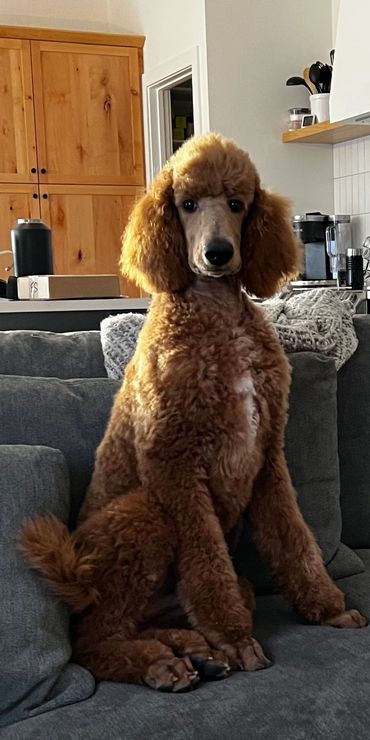 A brown poodle sitting upright on a gray couch in a cozy living room.