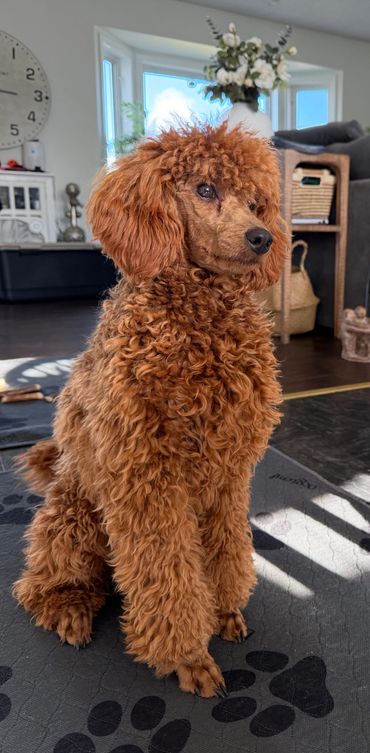Curly-haired brown poodle sitting attentively indoors on a paw-print mat.