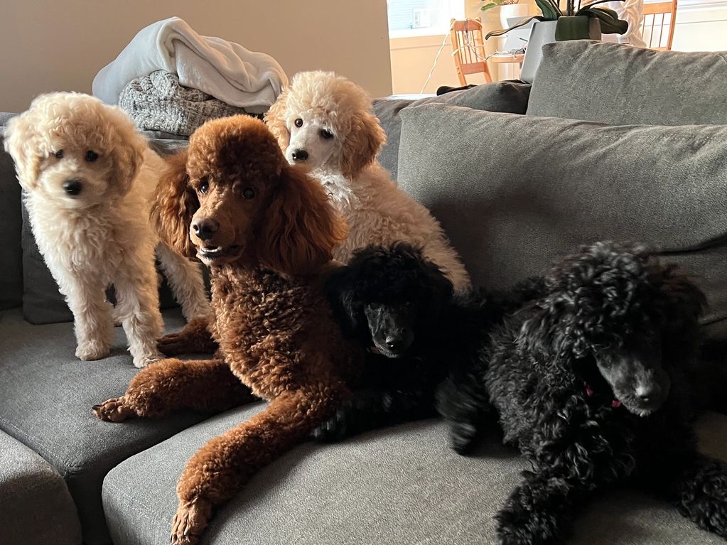 Five poodles of various colors lying together on a grey sofa.