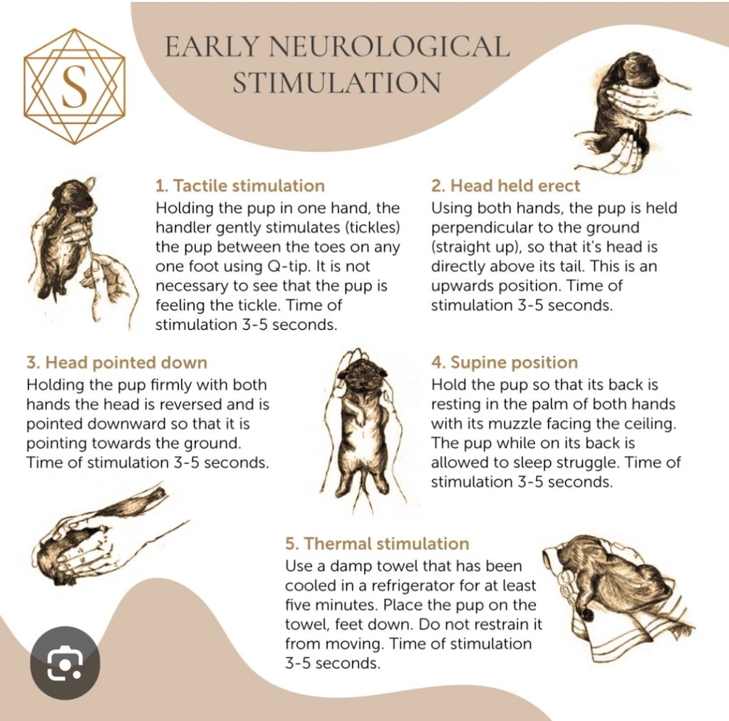 Early neurological stimulation techniques for puppies with detailed steps and illustrations.