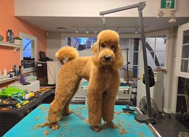 A freshly groomed poodle stands on a grooming table in a pet salon.