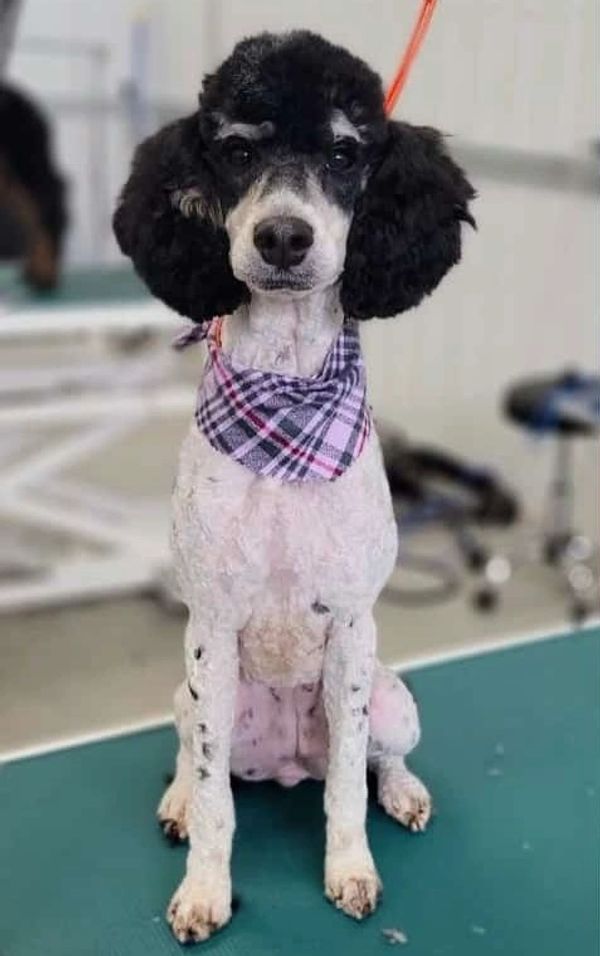 Phoenix 18.5 “ tall 28 Lbs
