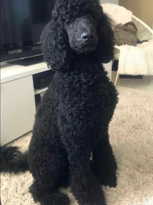 A black poodle sitting on a carpet indoors.