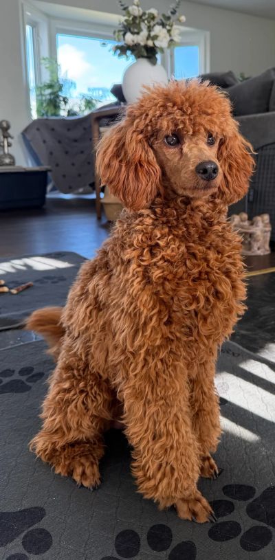 Fluffy reddish-brown poodle sitting indoors.