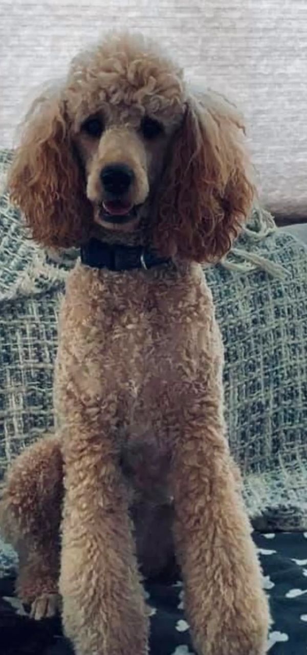Curly-haired poodle sitting indoors.