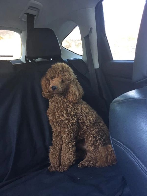 Curly brown dog sitting in a car backseat.