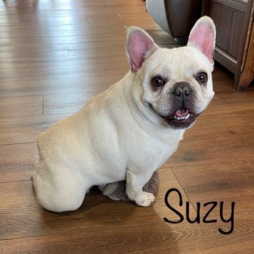 Heartland's Suzy Q  
AKC Champion Sired
AKC French Bulldogs from Missouri