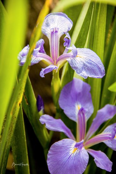 Louisiana Blue Iris