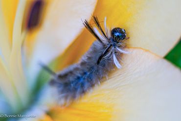 Image from "Macro and Close Up Photography for Beginners"