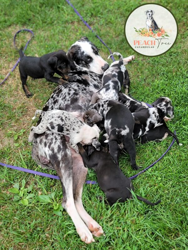 Peach Tree Catahoulas Home