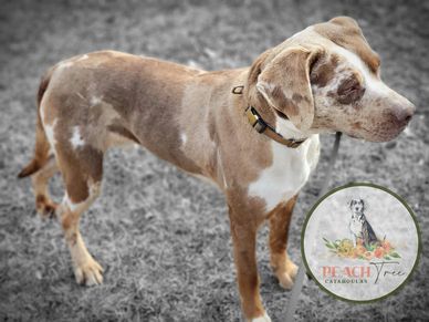 Carolines Treasures CK2614DDM Fall Harvest Catahoula Leopard Dog