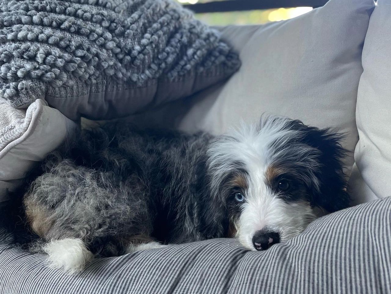Staying Cool During the Dog Days of Summer