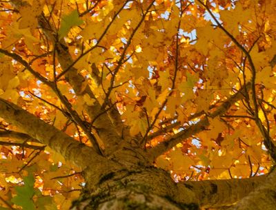 fall color in eureka springs arkansas