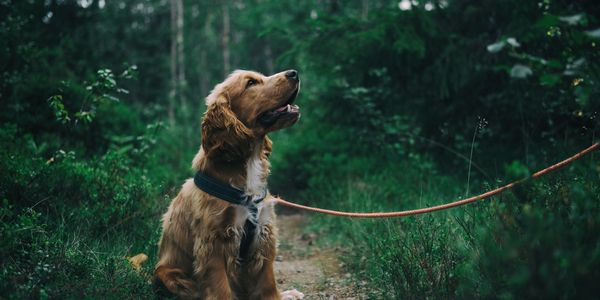 Dog sitting on a hiking trail