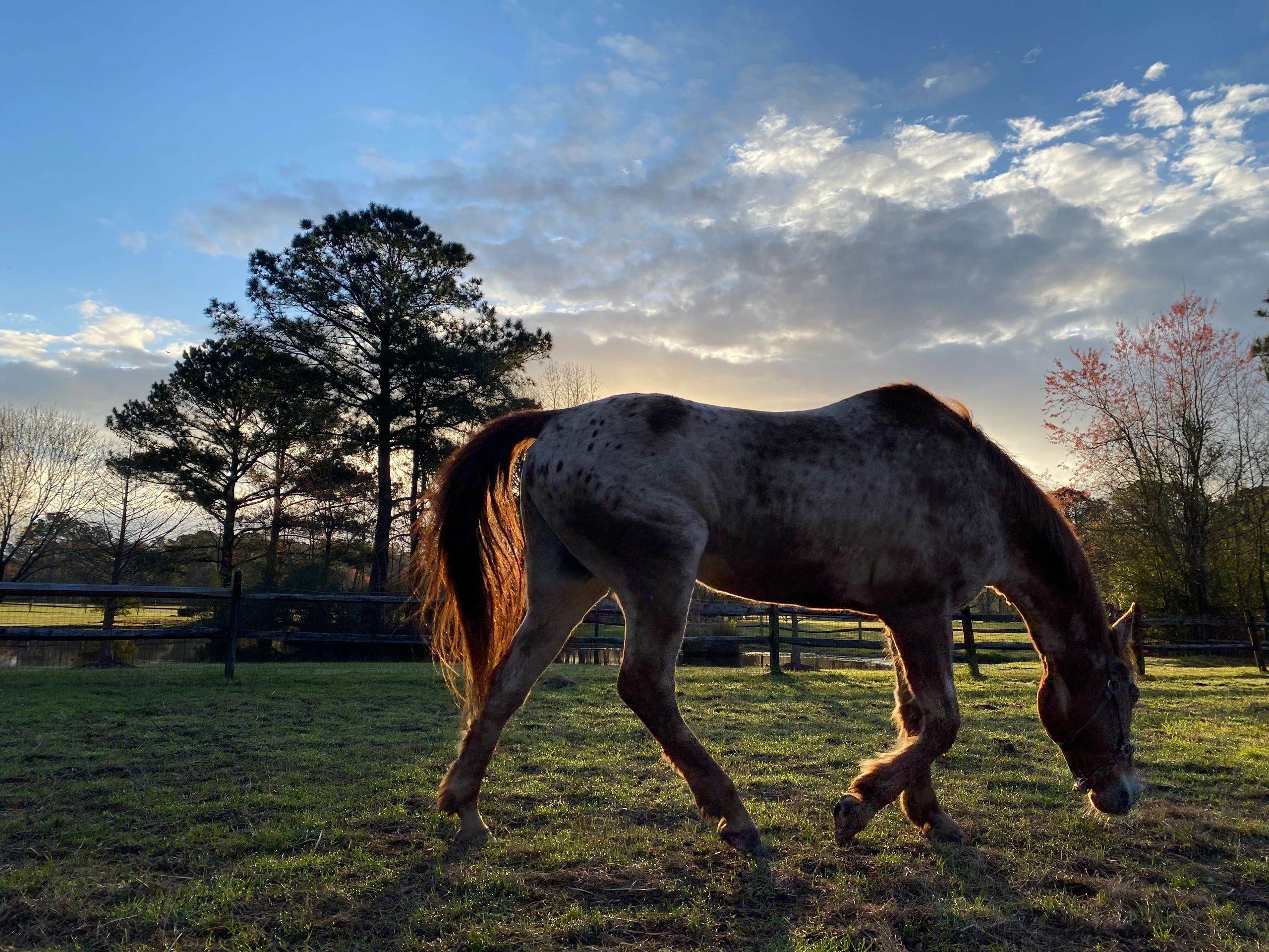 Full Care Horse Boarding Liberty Lane Farm Horse Farm