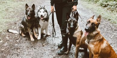 group of dogs in training 