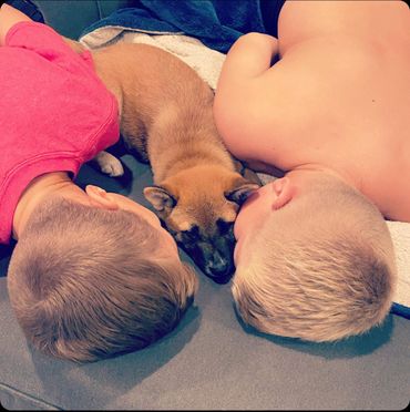 Brothers loving their new Shiba Inu puppy