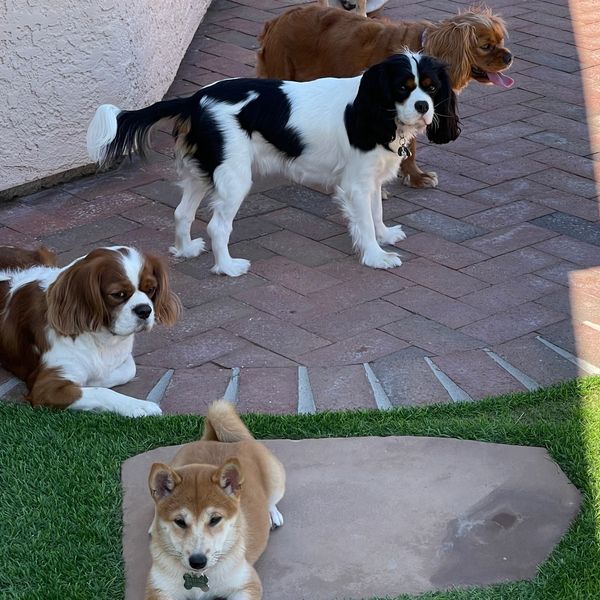 Dandi Puppies Puppy Sales, Petfinder, Dogs for Sale