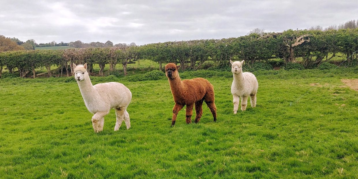 Three alpacas standing on a green grassy field under a cloudy sky.