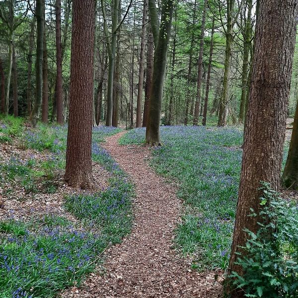 A winding woodland path through the trunks of tall straight trees.