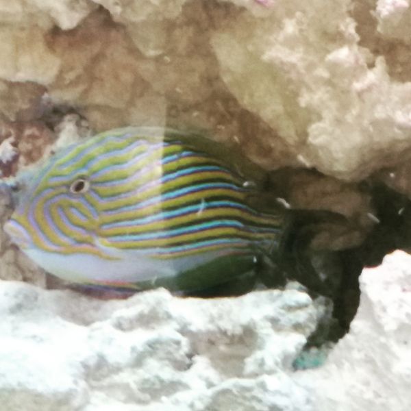 Clown tang in our reef mix formula for ornamental fish.