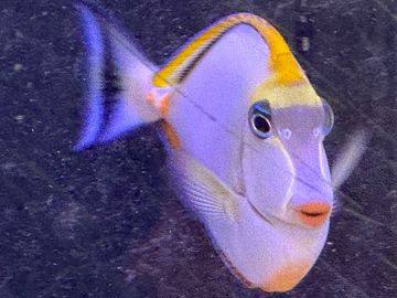 Naso tang