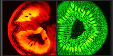 A slice captured for a tomato (left) and a kiwi (right) using 9.4T MRI.