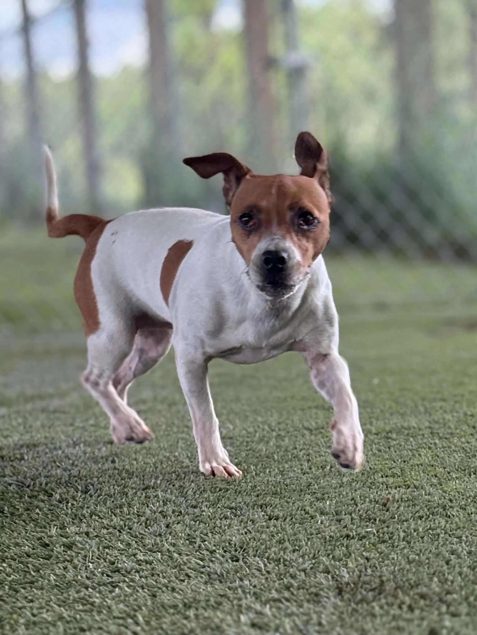 Small brown and white dog outside on grass.