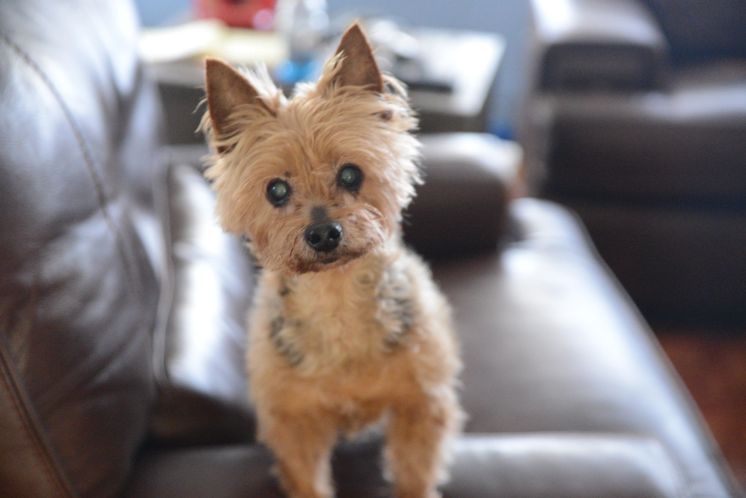 Close-up of a small dog indoors with blurry background.