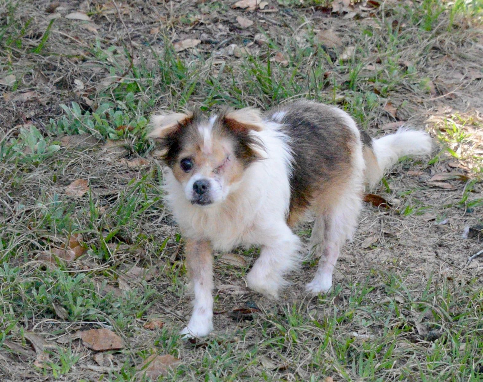Small dog with one eye walking on grass and dirt.