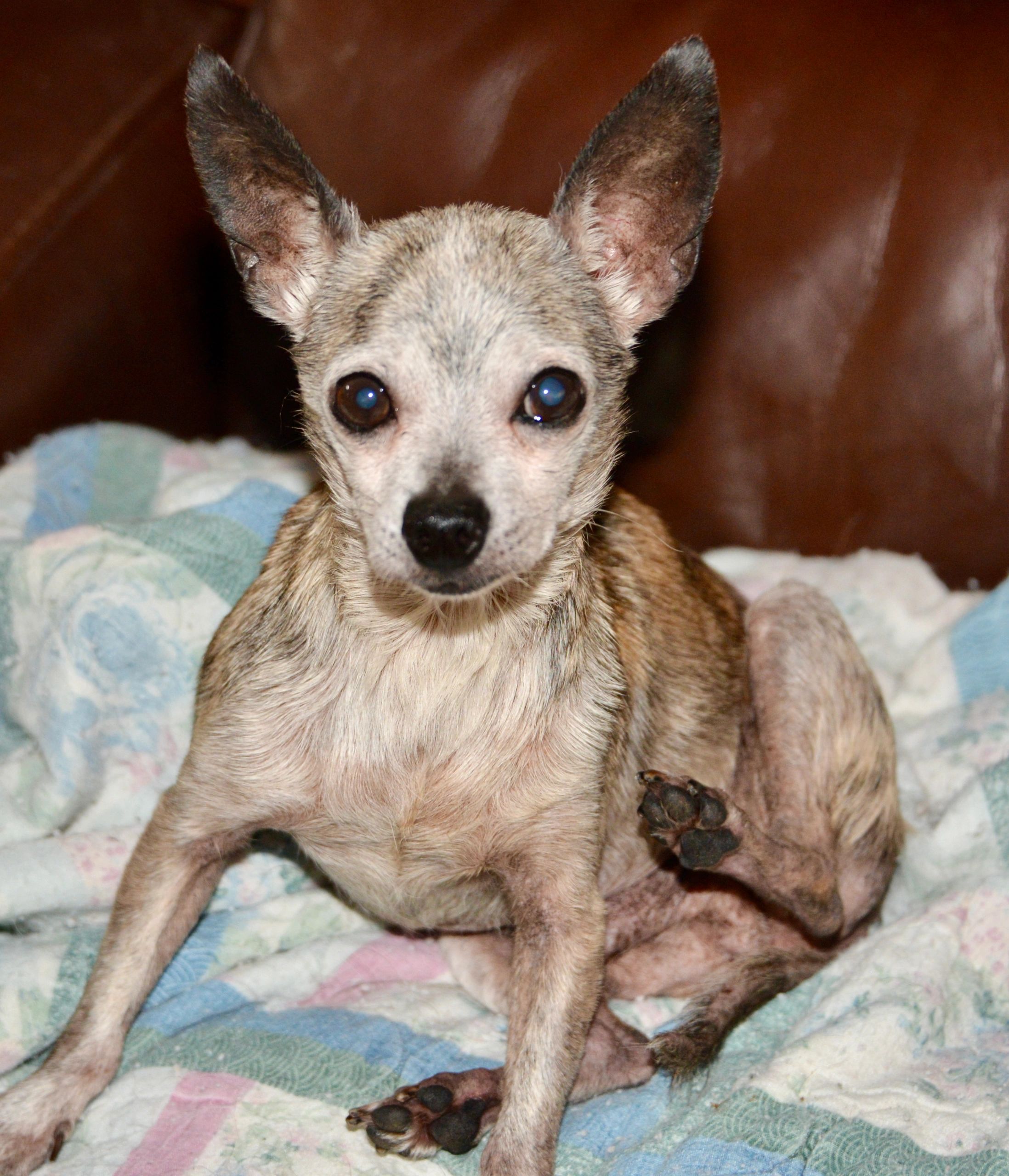 Close-up of a small dog resting on a quilt.