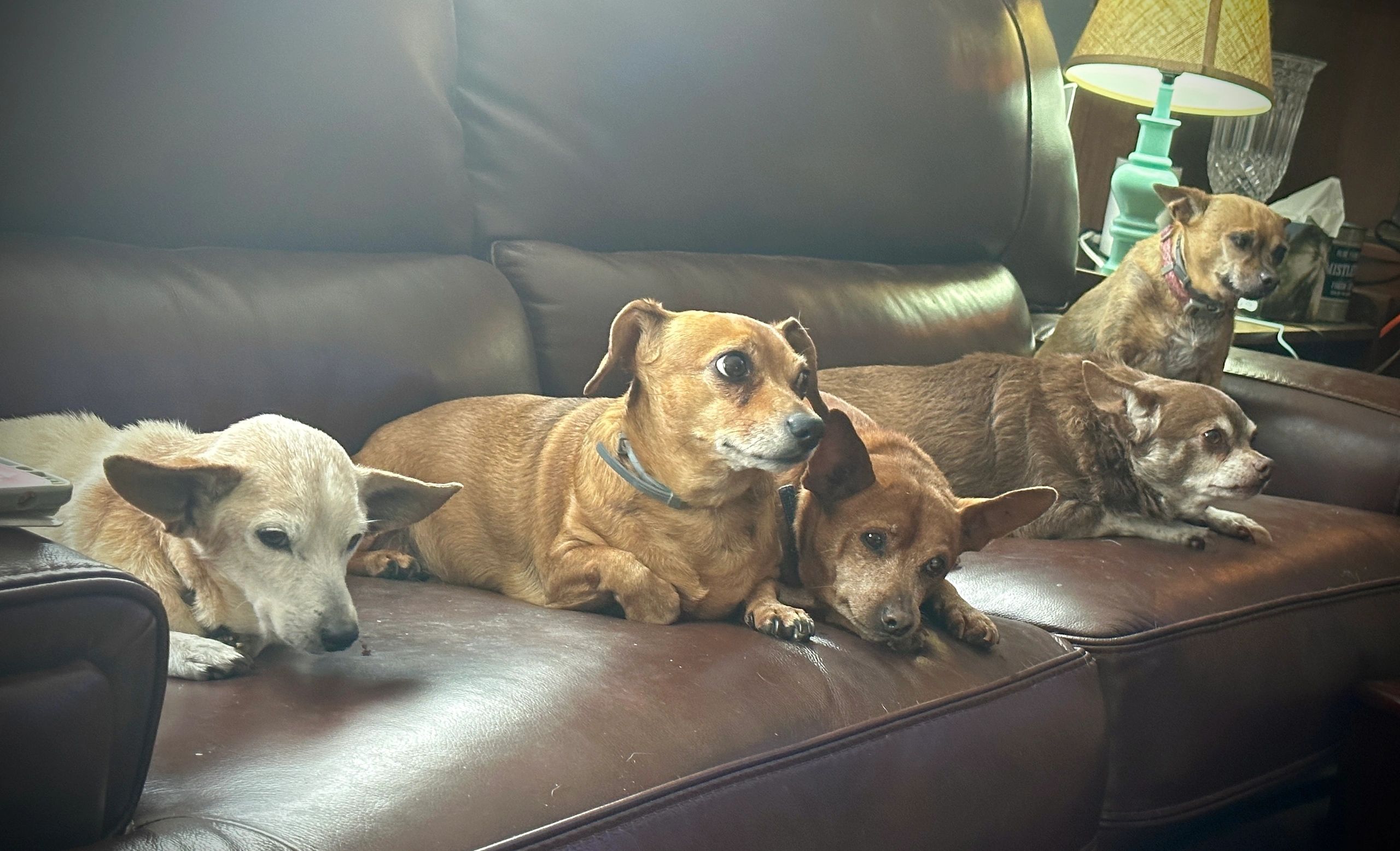 Senior Dog Rescue | Roland Senior Dog Sanctuary