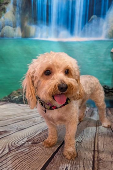 Happy small dog standing on wooden floor by a waterfall backdrop.