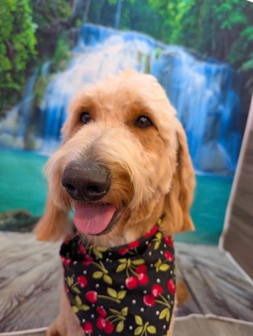 Happy dog with cherry bandana in front of a waterfall backdrop.