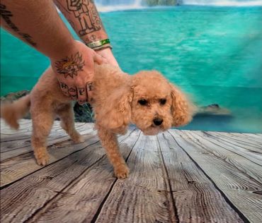 Person lifting a small curly-haired dog.