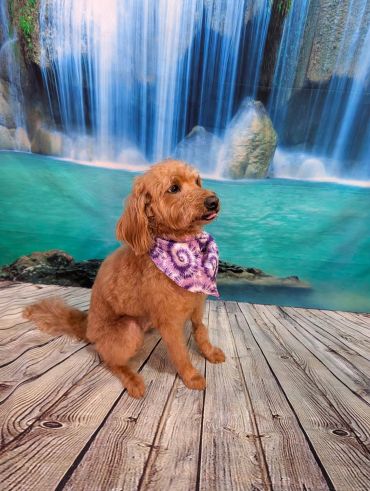 Dog with purple bandana sitting on wooden floor by waterfall backdrop.