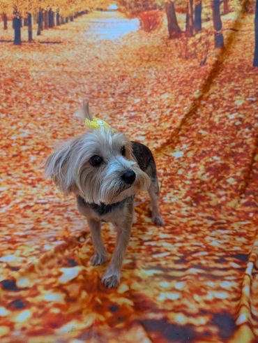 Small dog with a yellow bow on an autumn leaf path backdrop.