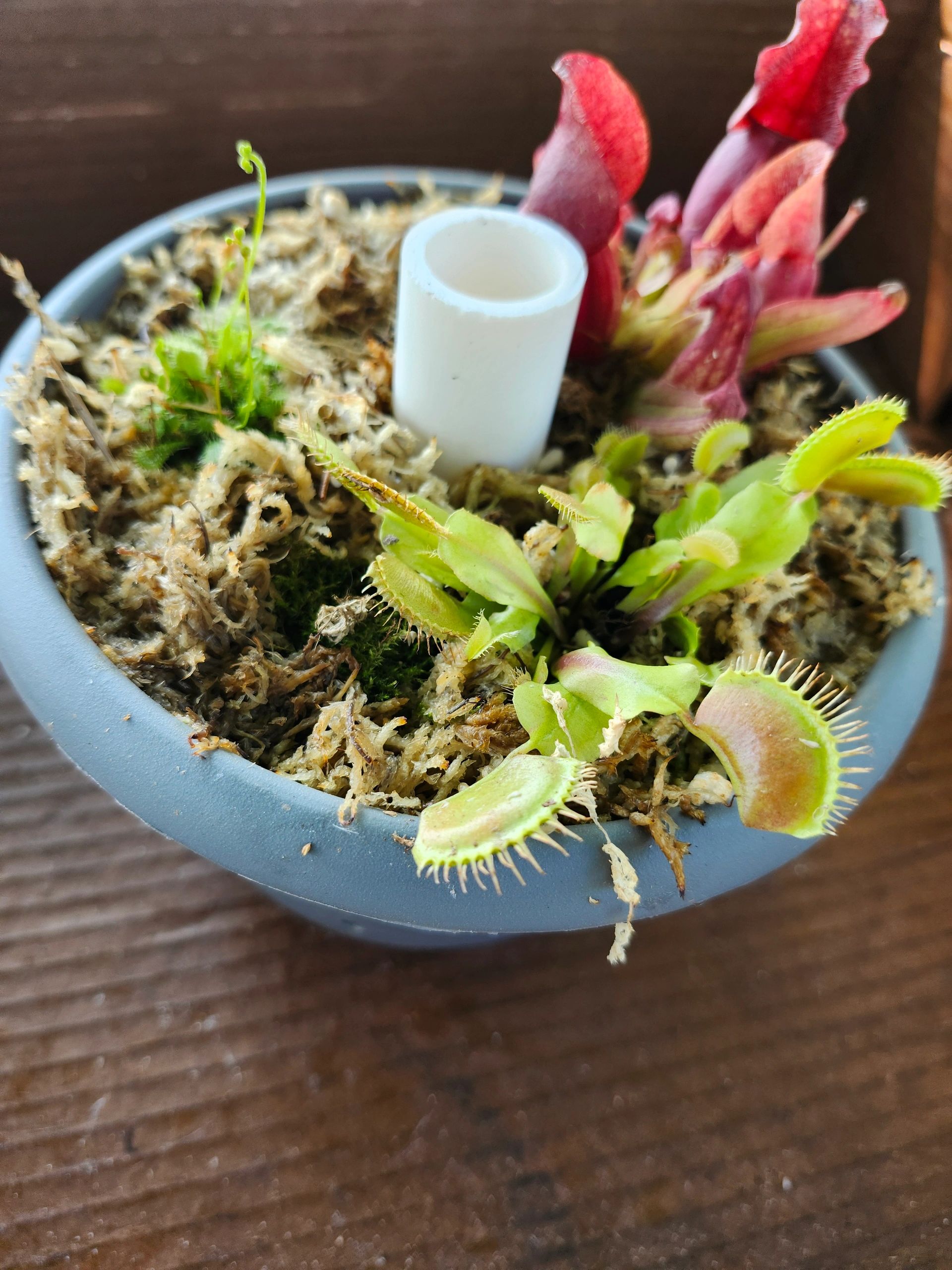 Build Your Own Carnivorous Bog Garden - Boom Island Brewing